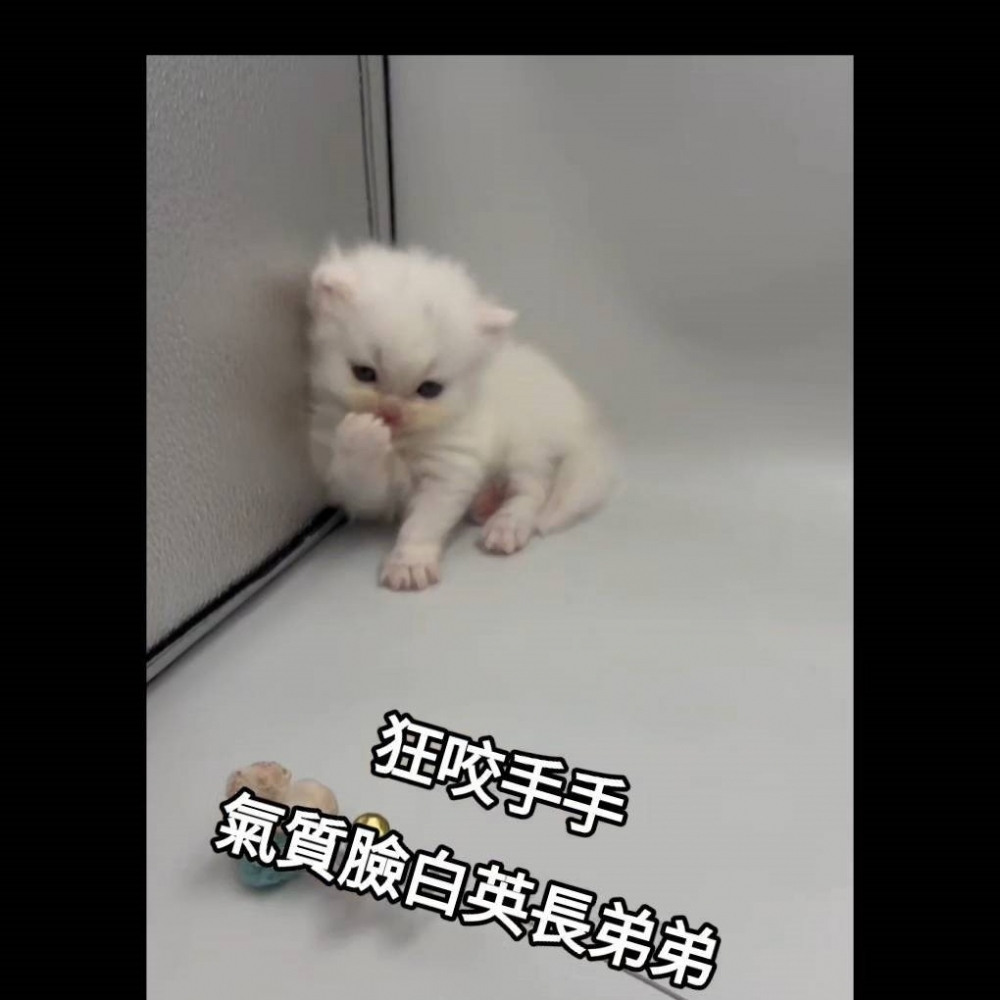 氣質臉白英長弟弟