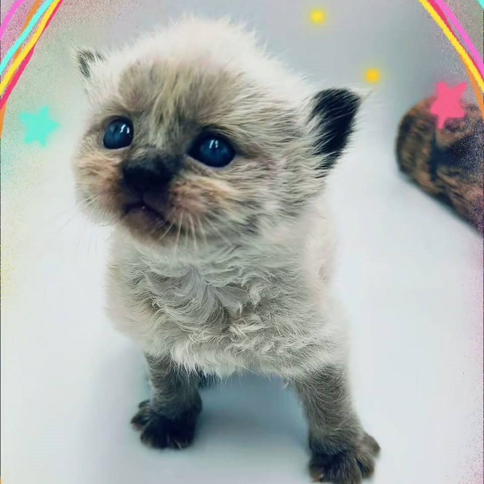狗狗臉萌呆布偶弟弟
