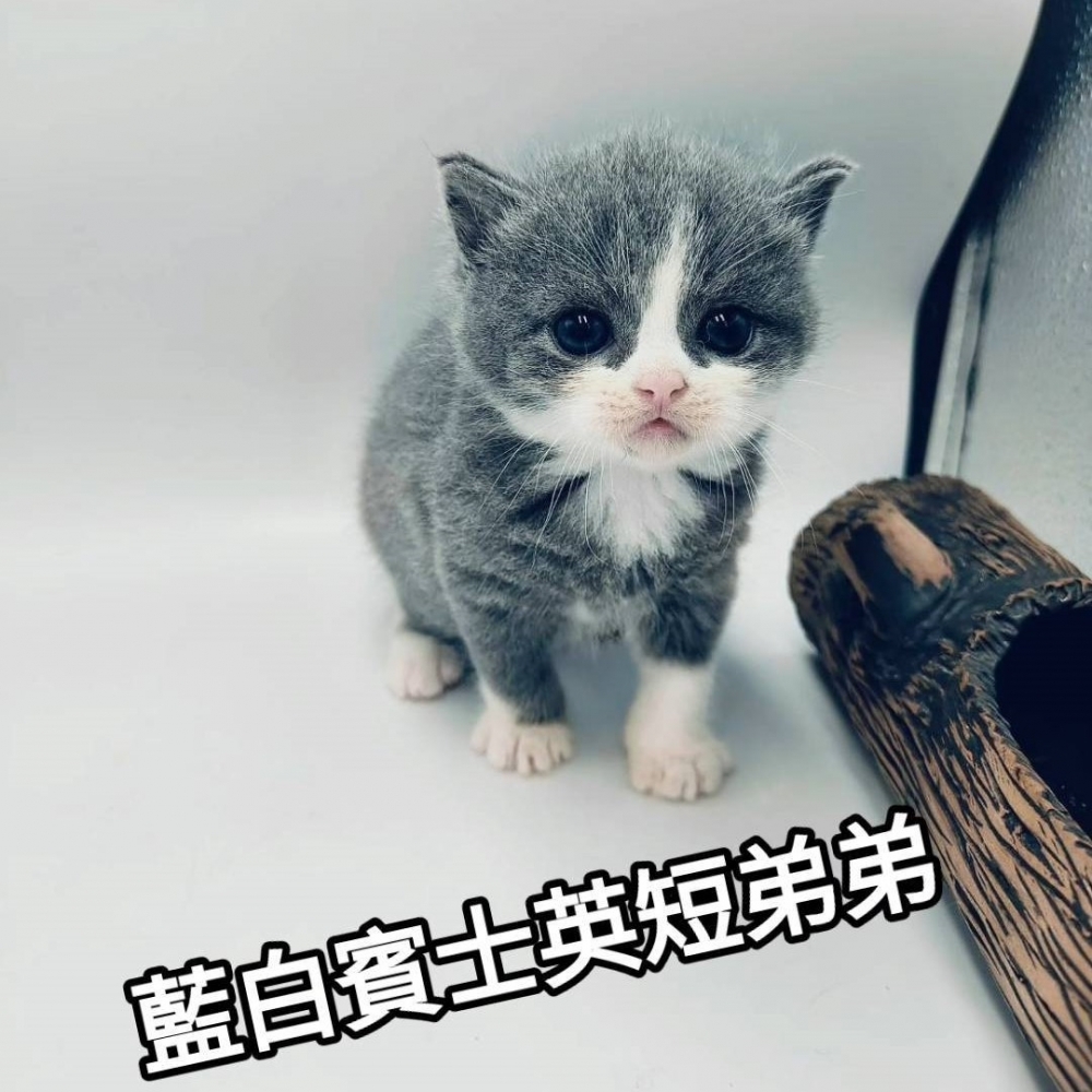 藍白賓士英短弟弟