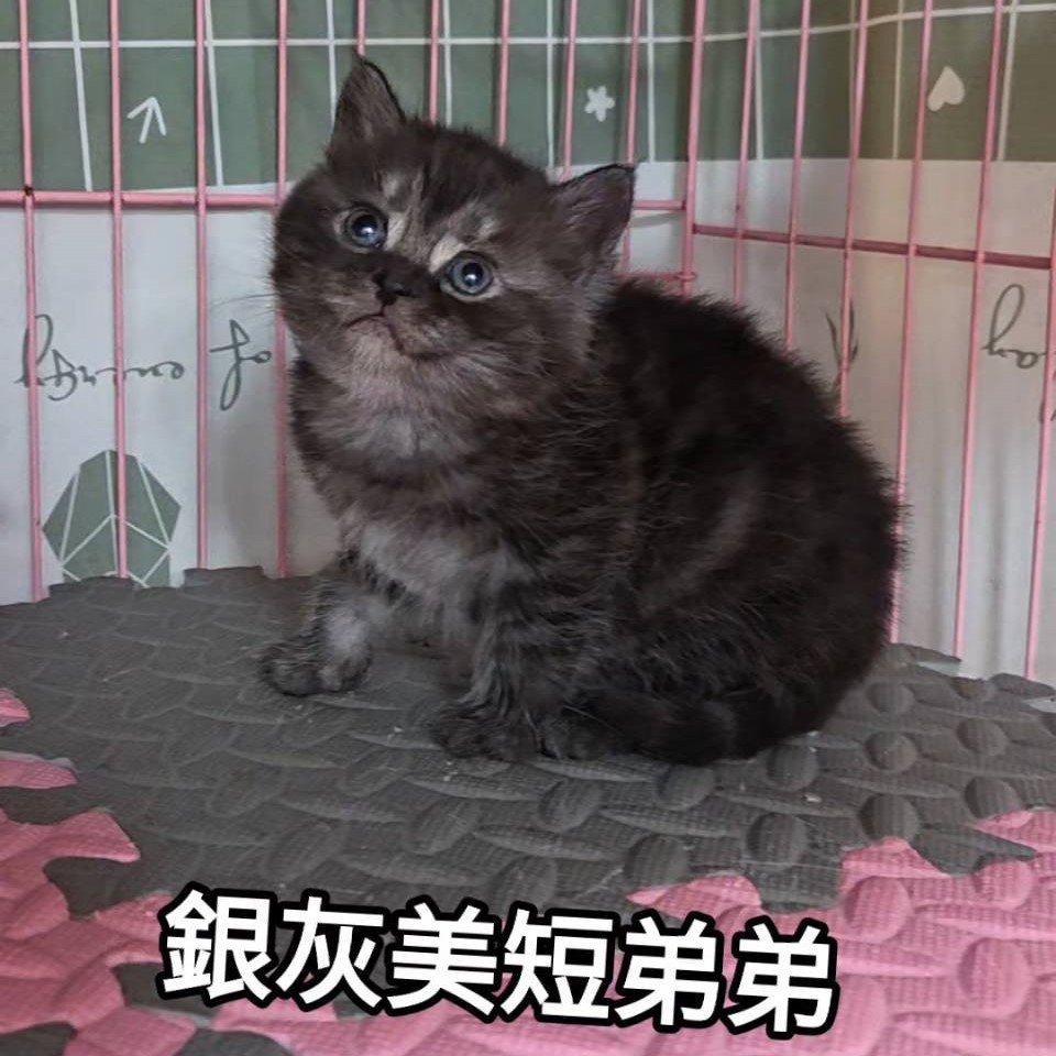 銀灰美短弟弟