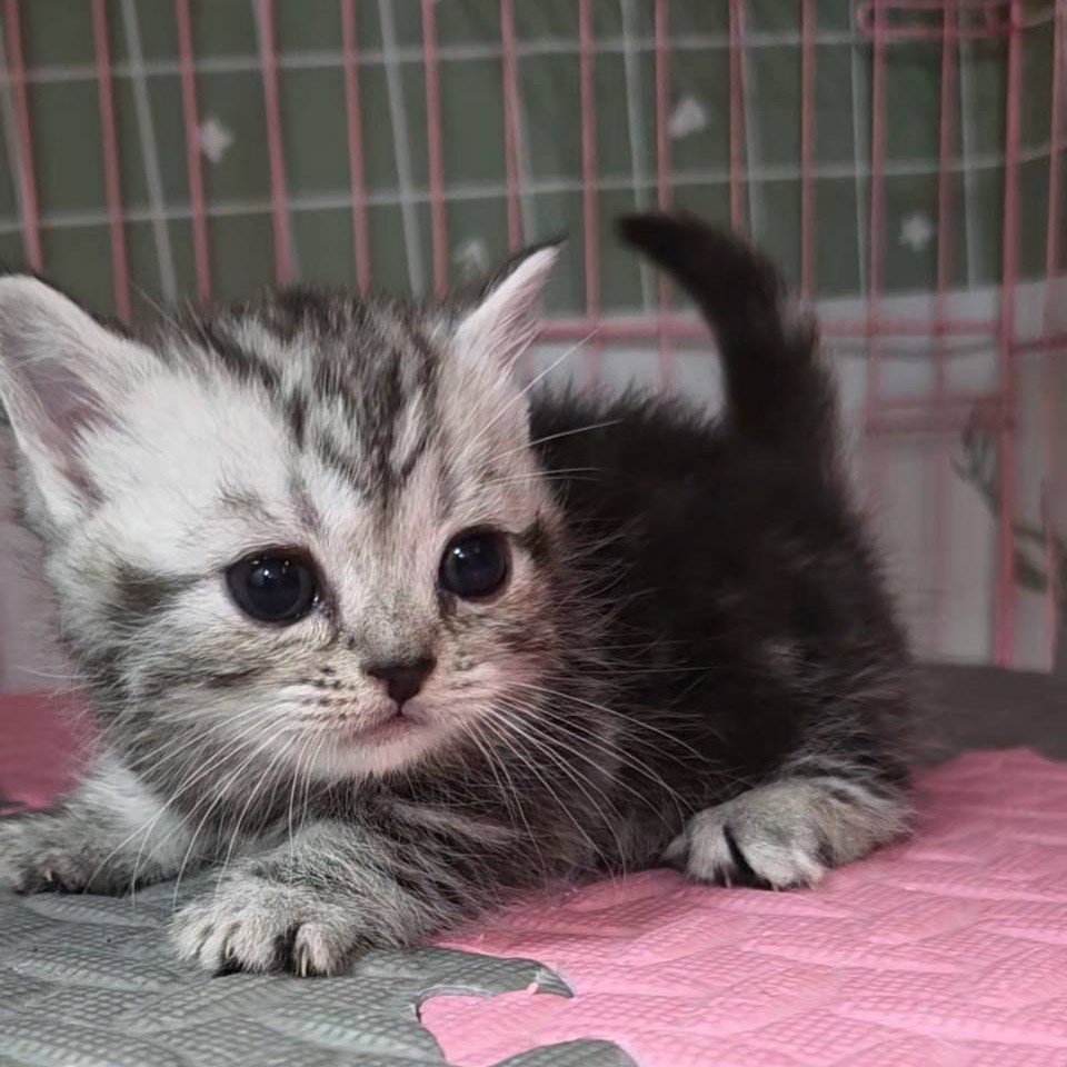 銀白美短紋路曼赤肯短