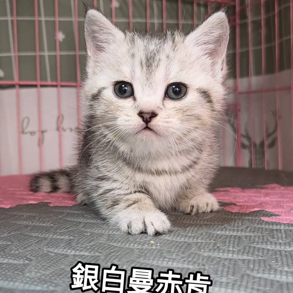 銀白曼赤肯短腿妹妹