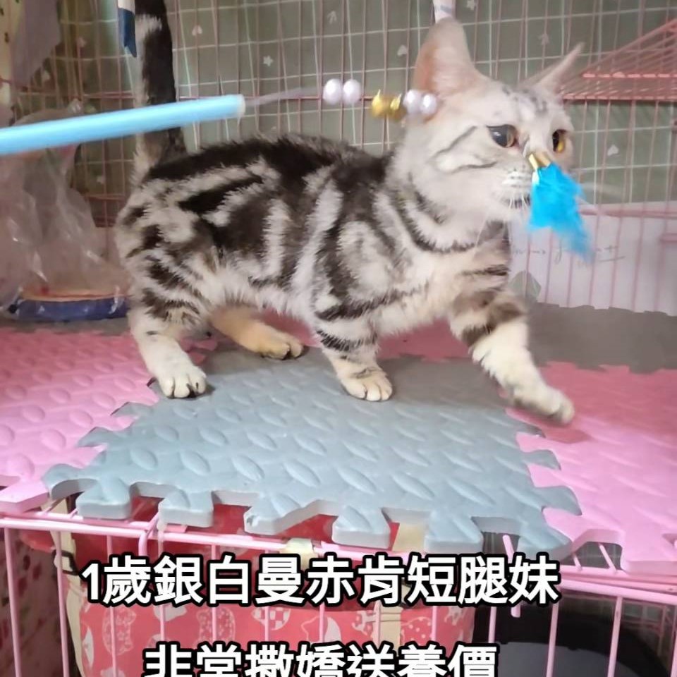 1歲銀白曼赤肯短腿妹
