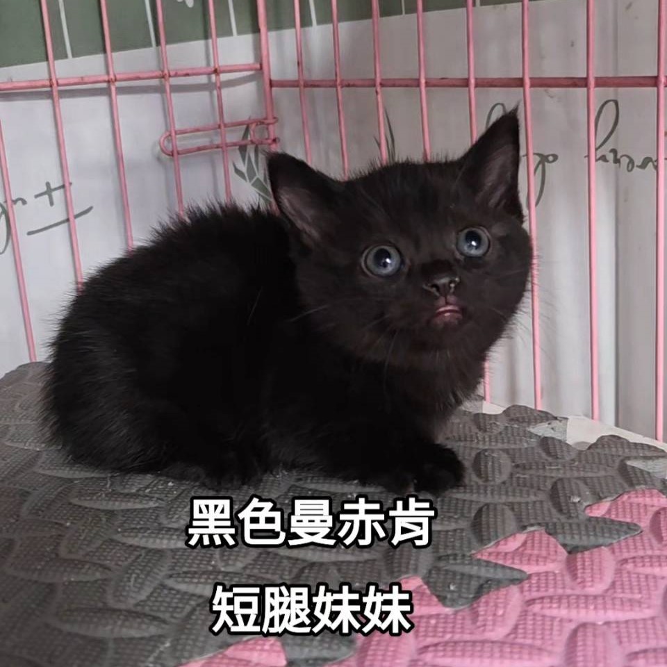 黑色曼赤肯短腿妹妹