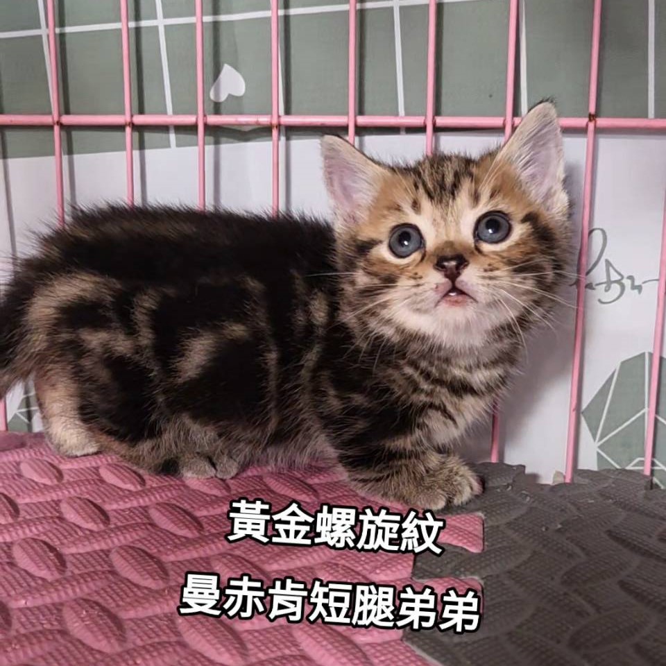 黃金螺旋紋曼赤肯短腿