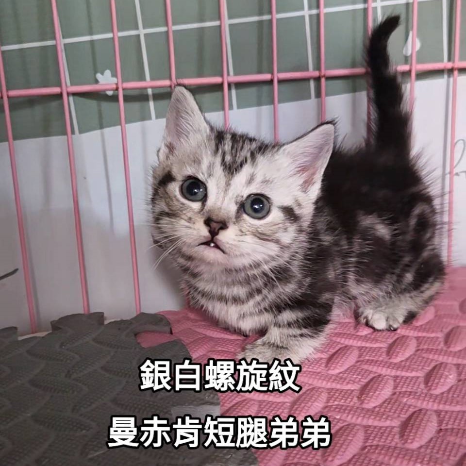 銀白螺旋紋曼赤肯短腿