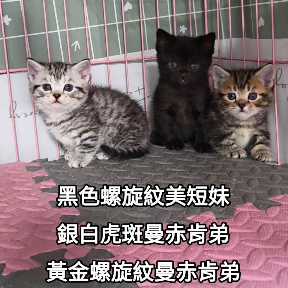 黑色螺旋紋美短妹｜銀