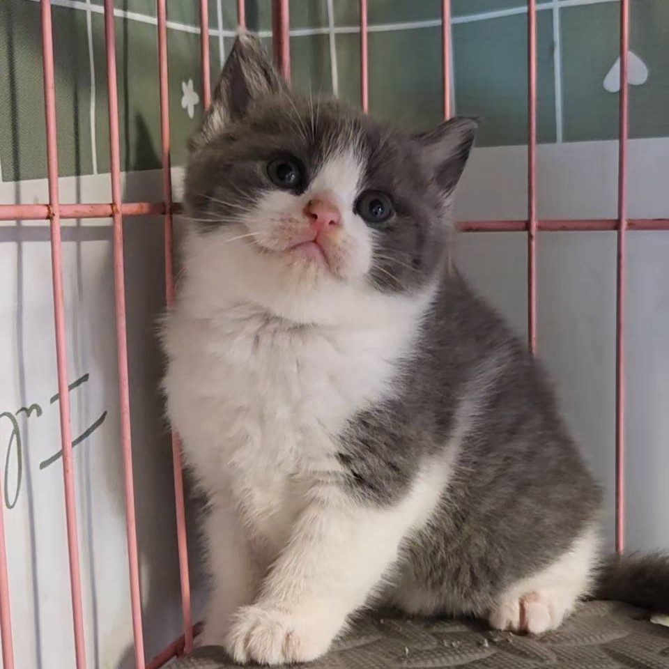 藍白賓士英短弟弟