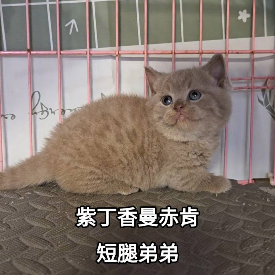 紫丁香曼赤肯短腿弟弟