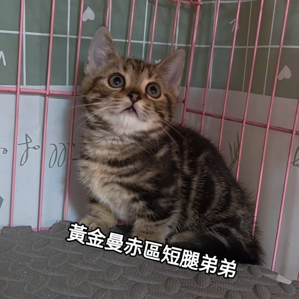 黃金曼赤肯短腿弟弟