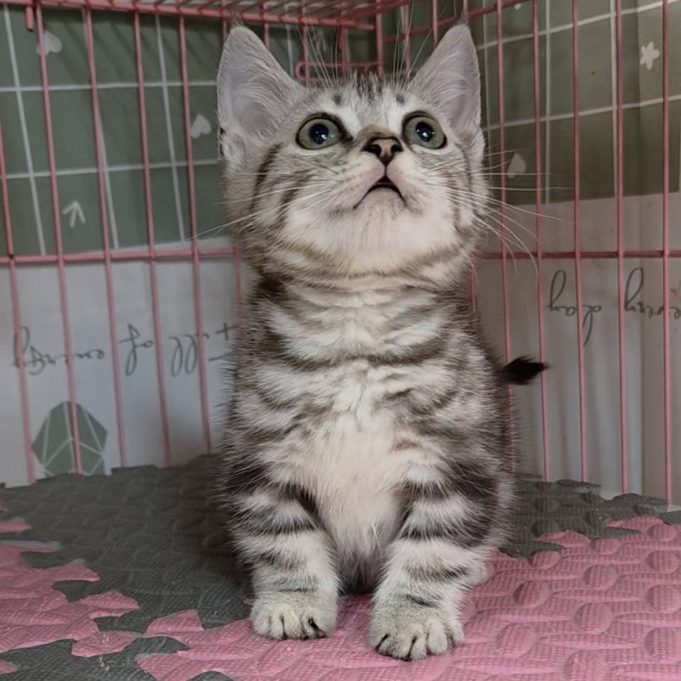 銀白曼赤肯短腿弟弟