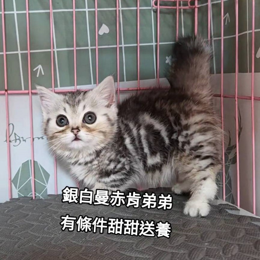 銀白曼赤肯弟弟