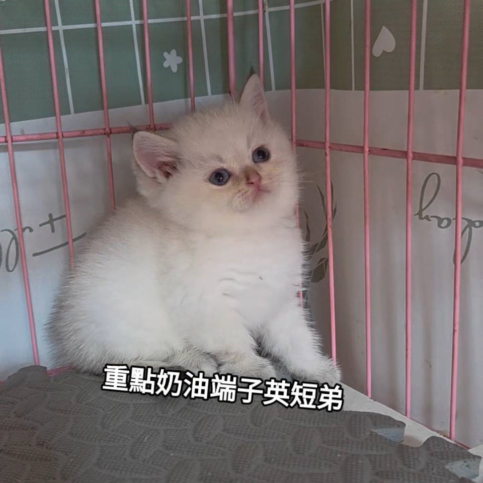 重點奶油端子英短弟