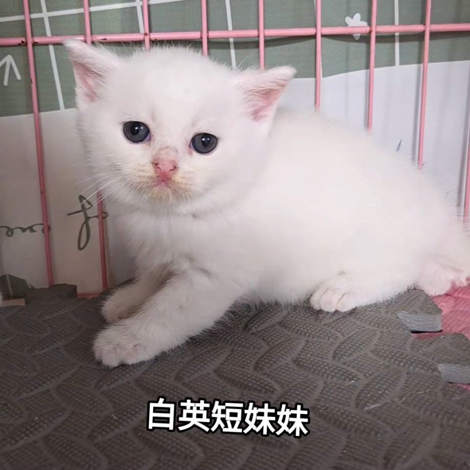 白英短妹妹