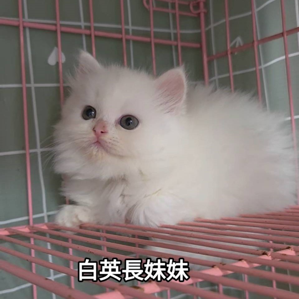 白英長妹妹