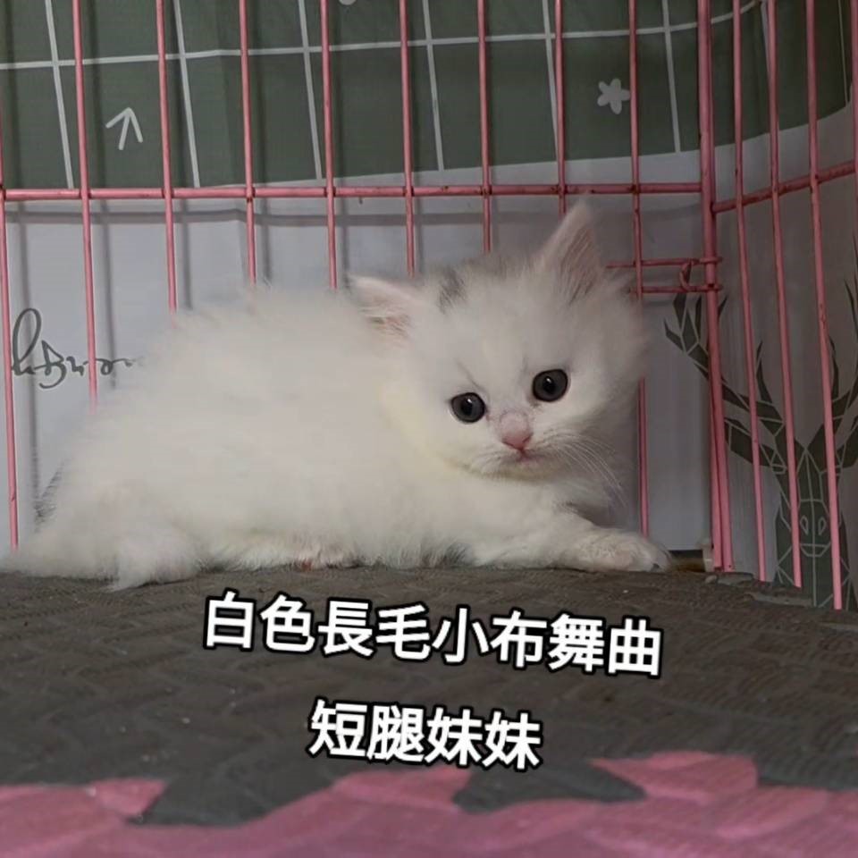 白色長毛小布舞曲短腿妹妹