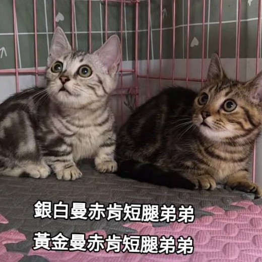 銀白／黃金曼赤肯短腿弟弟