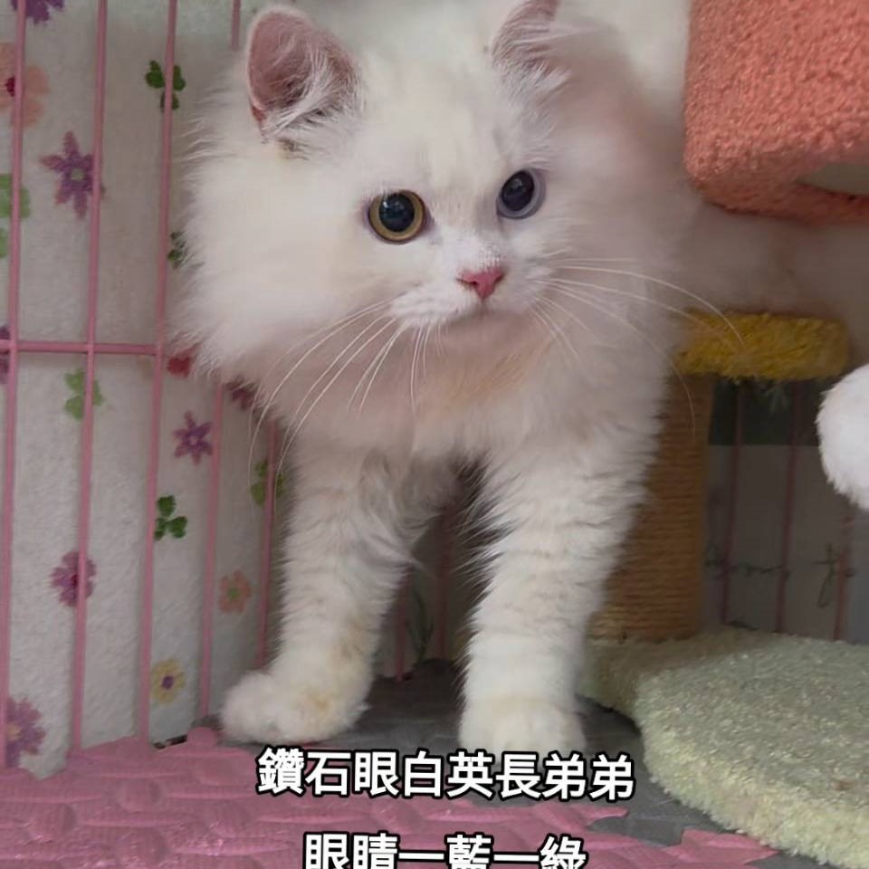4個月鑽石眼英長弟 