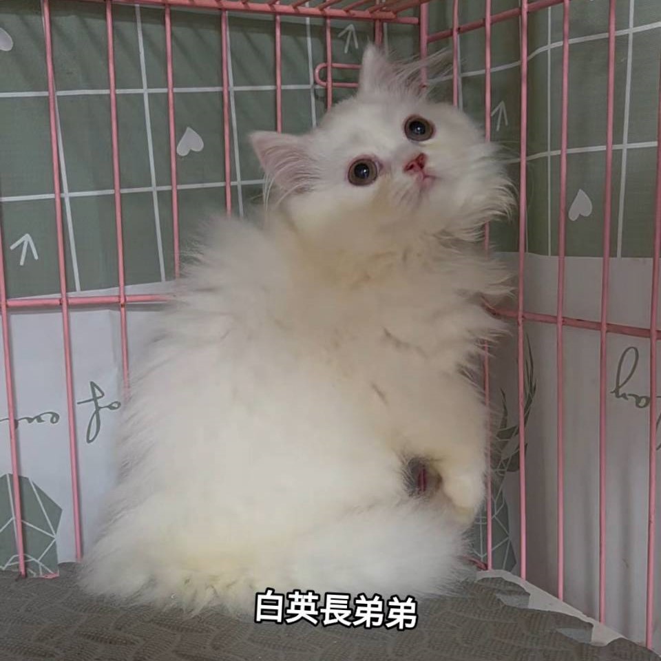 白英長弟弟