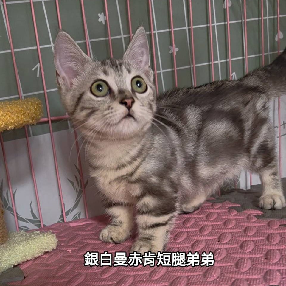 銀白曼赤肯短腿弟弟
