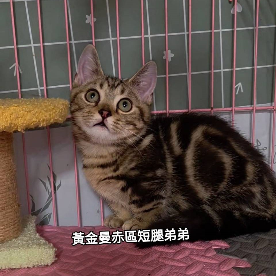 黃金曼赤肯短腿弟弟
