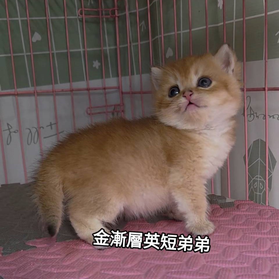 金漸層英短弟弟