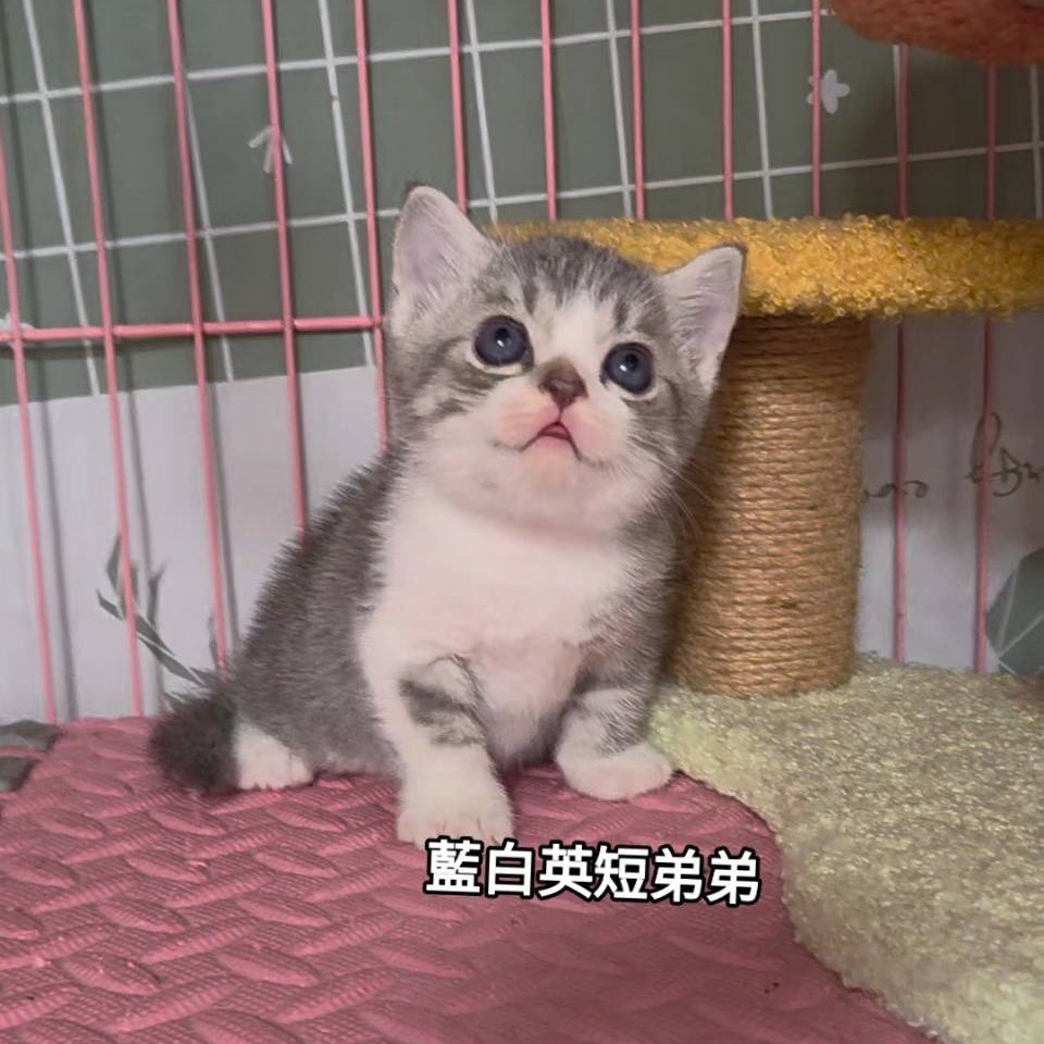 藍白英短弟弟