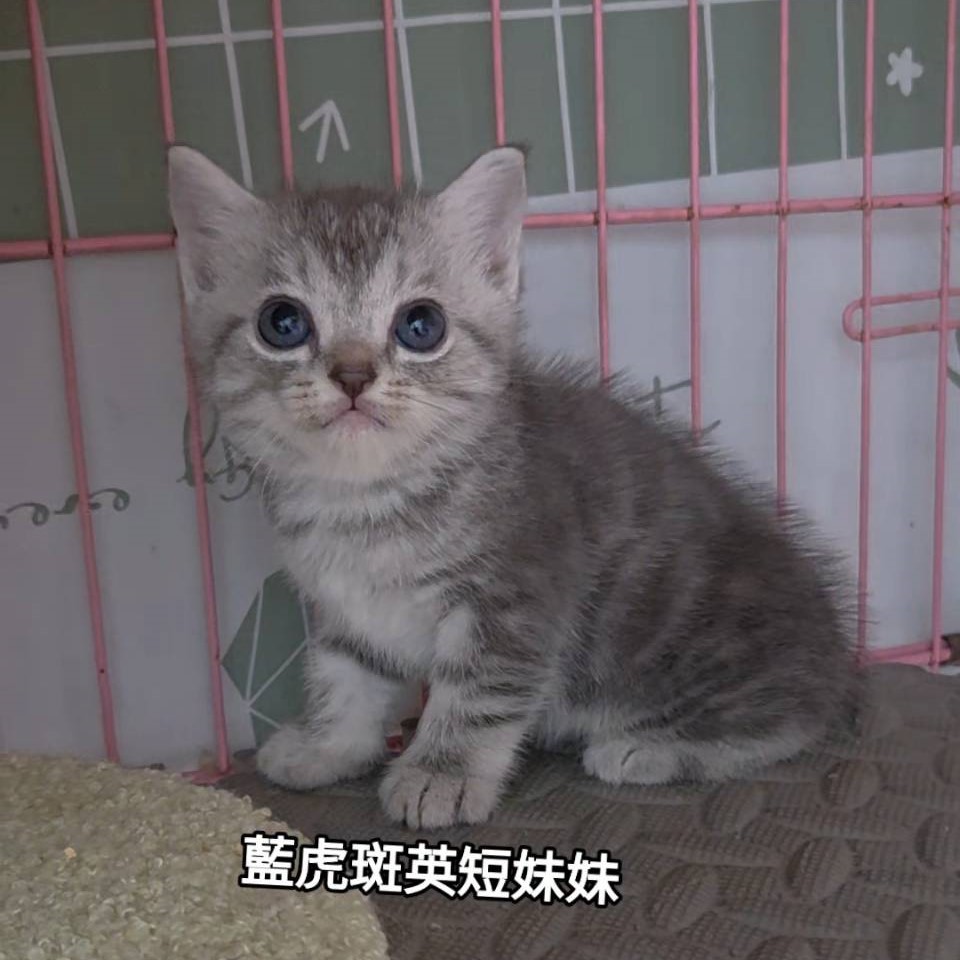 藍虎斑英短妹