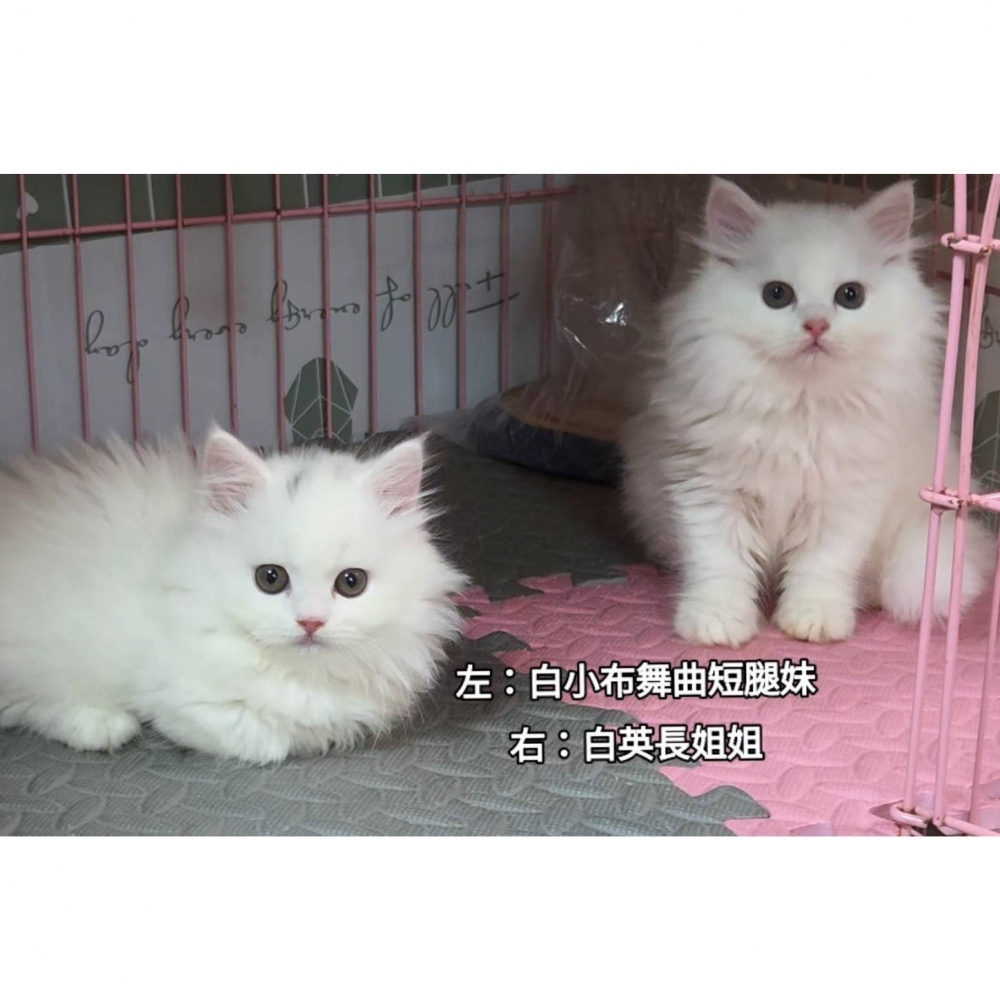 白小布舞曲短腿妹＆白