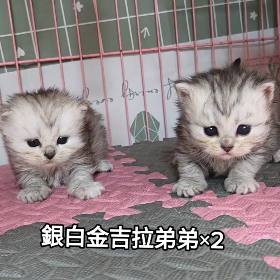 銀白金吉拉弟弟x2