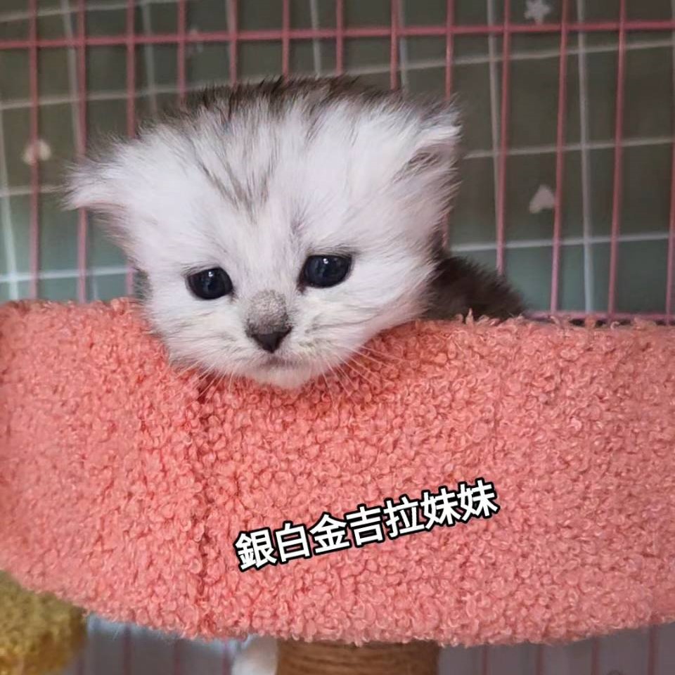 銀白金吉拉妹妹