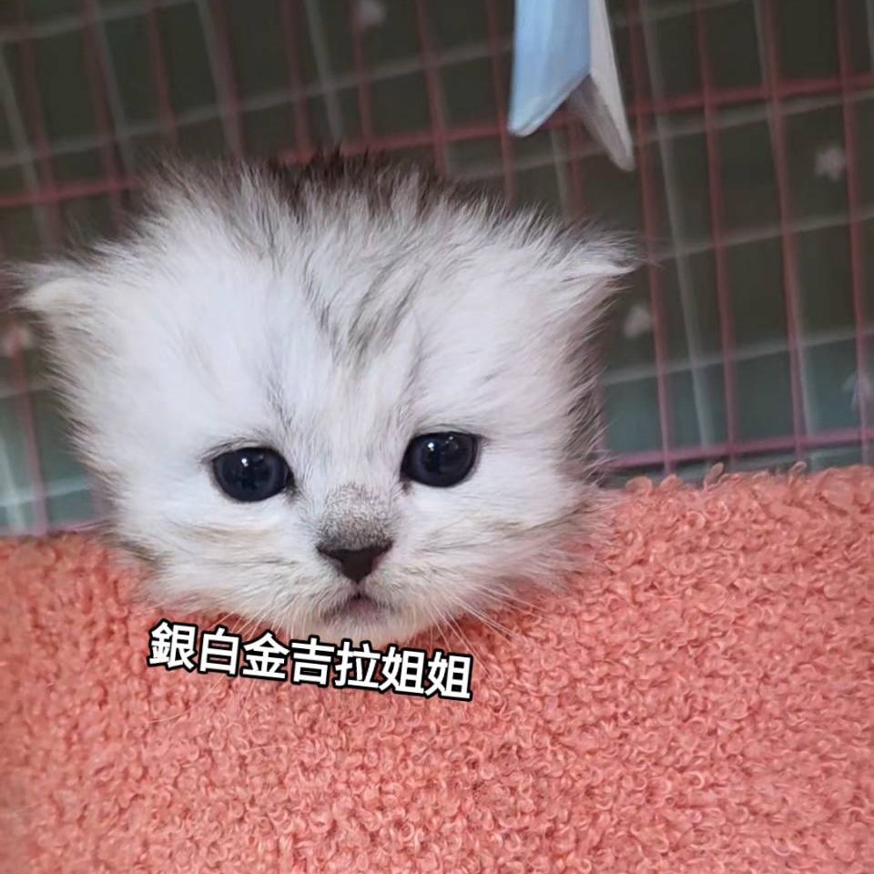 銀白金吉拉姊姊