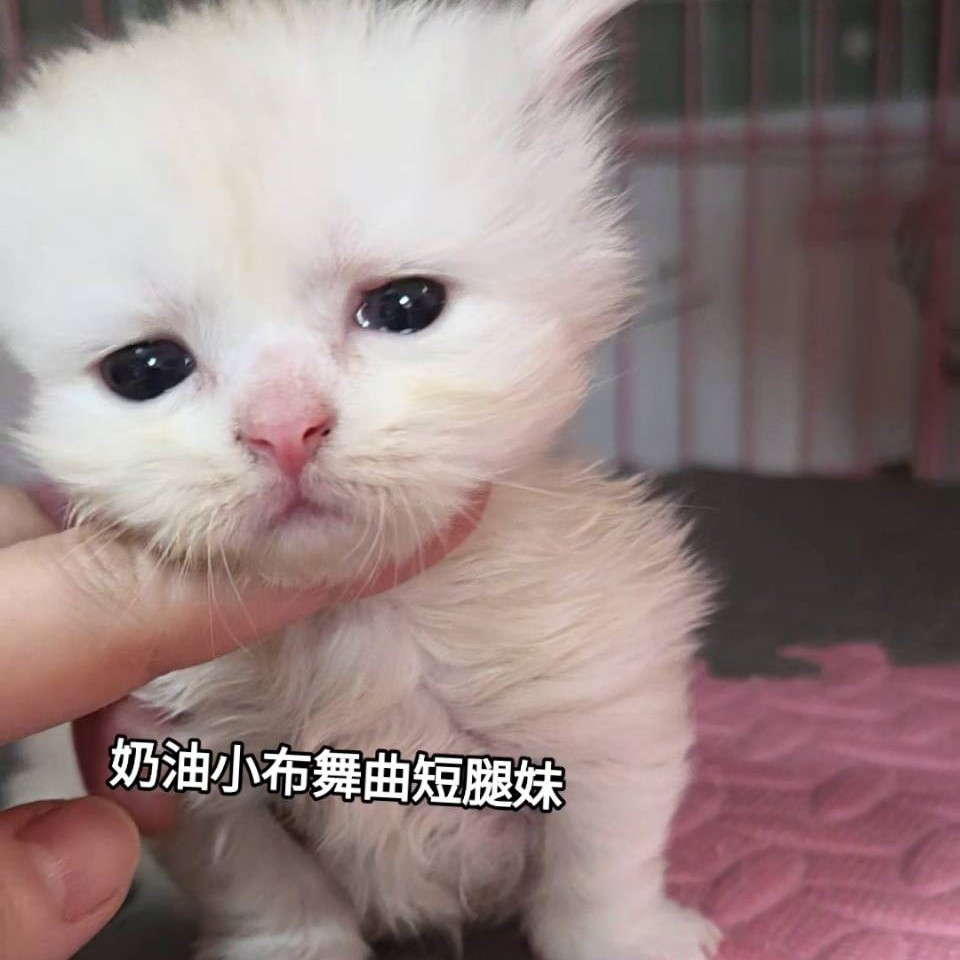奶油小布舞曲短腿妹