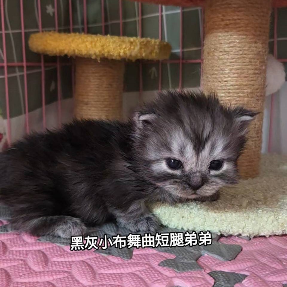 黑灰小布舞曲短腿弟弟
