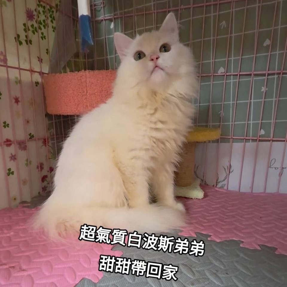 超氣質白波斯弟弟
