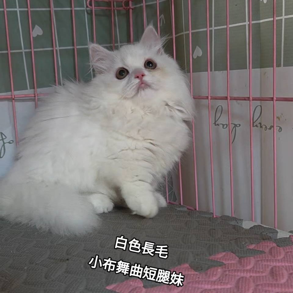 白色長毛小布舞曲短腿