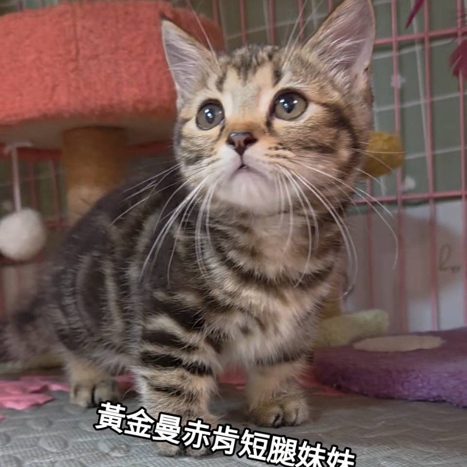 黃金曼赤肯短腿妹妹