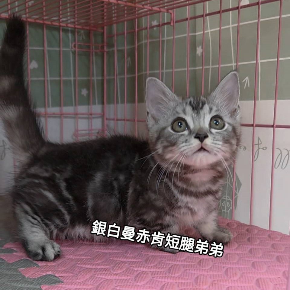 銀白曼赤肯短腿弟弟