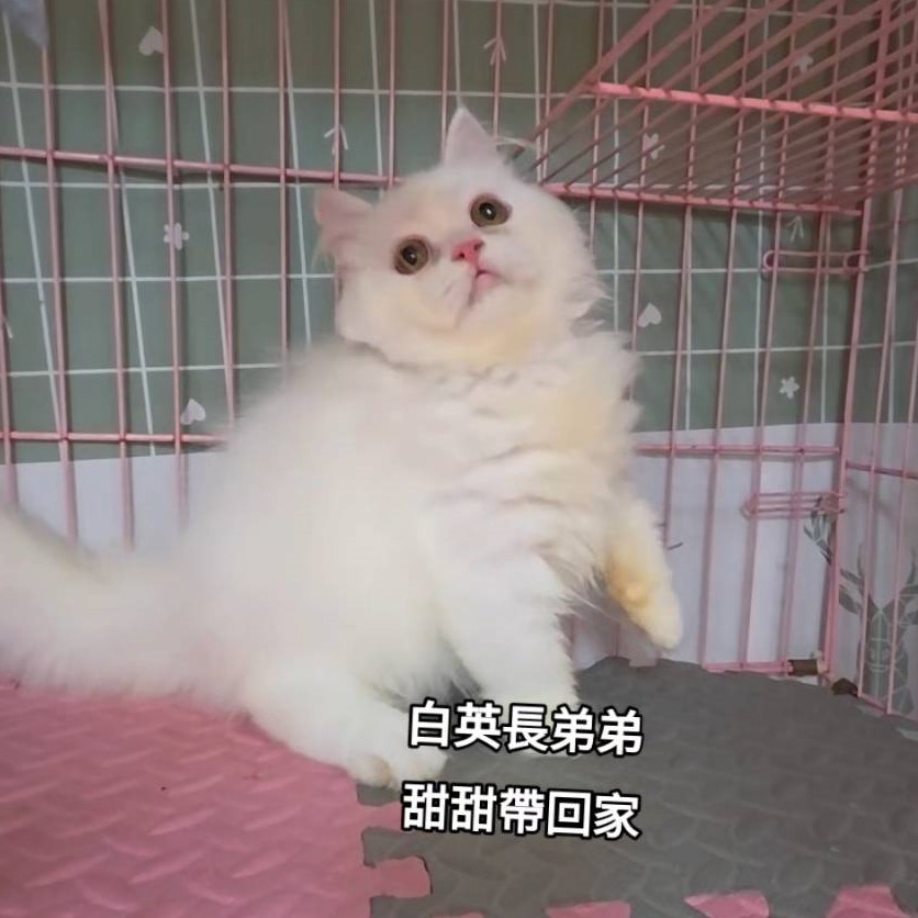 白英長弟弟