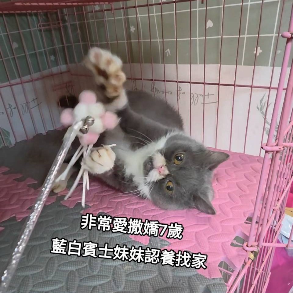 藍白賓士妹妹 非常愛