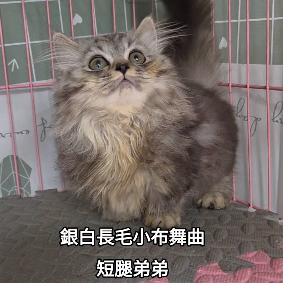銀白長毛小布舞曲短腿弟弟