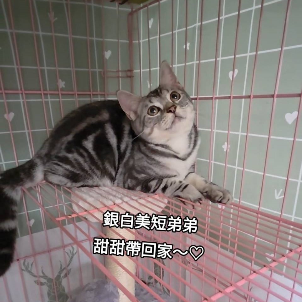 銀白美短弟弟