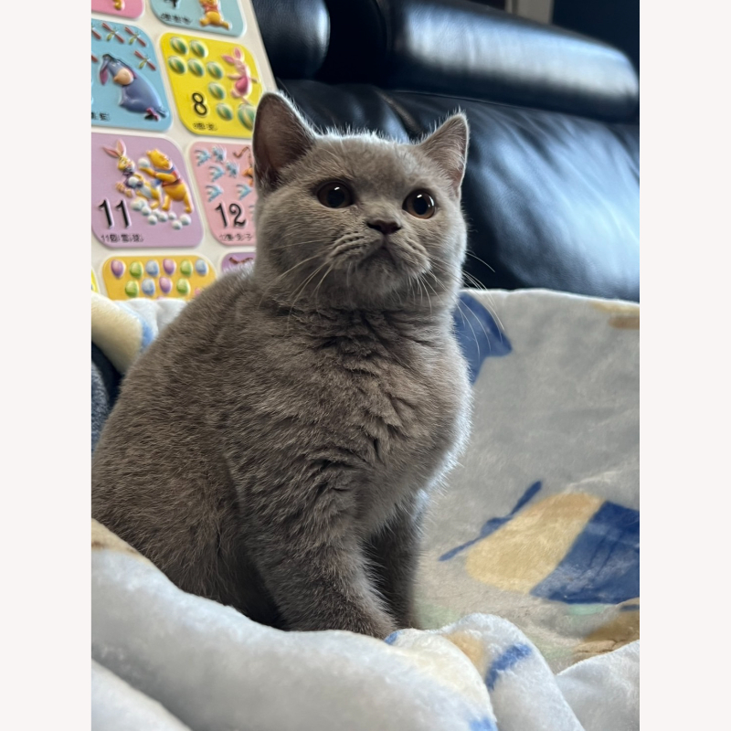 紫丁香英短弟弟 