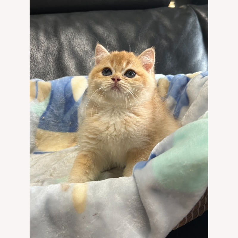 金漸層英短弟弟