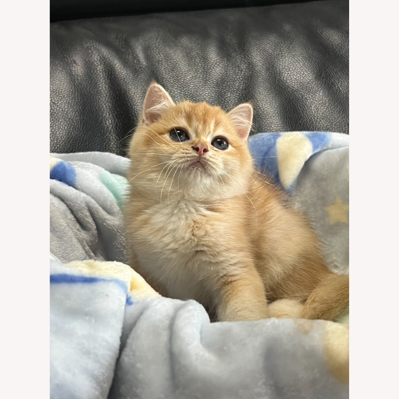 金漸層英短弟弟