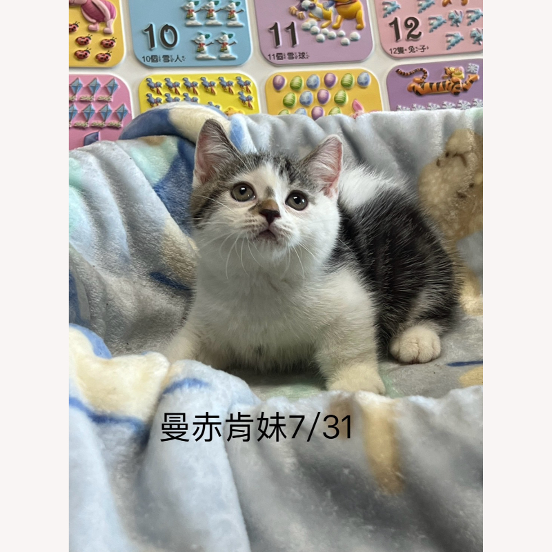 妙鼻貼曼赤肯妹妹 