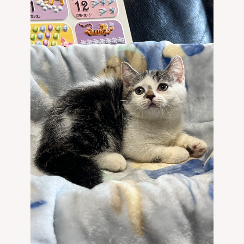 妙鼻貼曼赤肯妹妹 