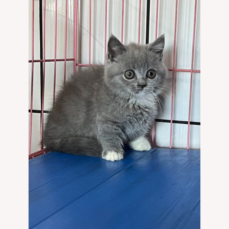 藍白曼赤肯妹妹 