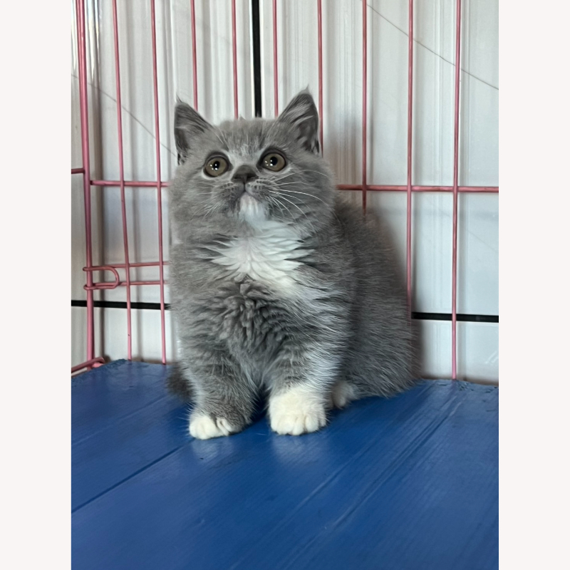 藍白曼赤肯妹妹