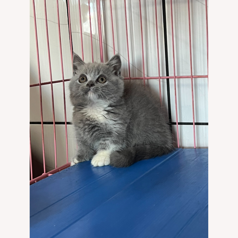 藍白曼赤肯妹妹